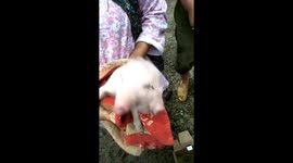 Piglet born with two heads died after four days