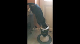 Clever Cat uses trick on food dispenser