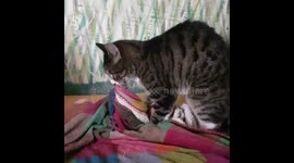 Cat getting intimate with blanket