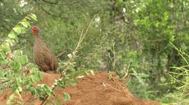 Prominent bird performs his iconic call of the African bush