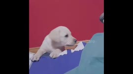 Little puppy fails  to jump on the bed