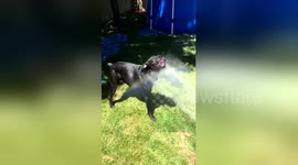 Dog attempts to catch the rainbow and ends up very wet!