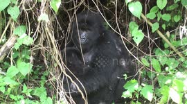 Tender moment between mother and infant mountain gorilla.