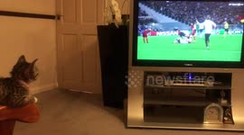 Kitten Watches Roma vs Liverpool