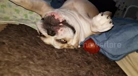 Feisty bulldog stuck upside down and she doesn't like being laughed at.