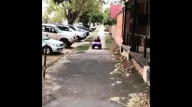 Funny Dog Driving a Car