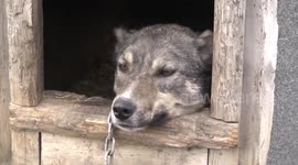 Alaskan Husky inside its kennel - Basecamp Trapper's Station, Spitzbergen