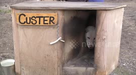 Custer the Husky in his kennel - Basecamp Trapper's Station