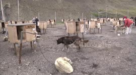Visitors at the Husky kennels at Basecamp Trapper's Station, Spitzbergen
