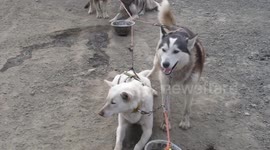 Husky teams waiting to go dryland mushing - Basecamp Trapper's Station