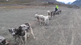 Huskies eager to get going with pulling a dryland sled - Basecamp Trapper's Station