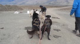Last minute preparations before the Huskies take off to go dryland mushing