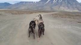 The Huskies are off - almost off the road!