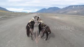 The Husky sled racing off down the road