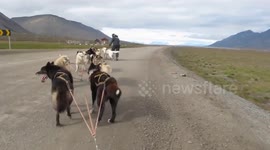 Turning a Husky team isn't easy - you need a big turning circle!