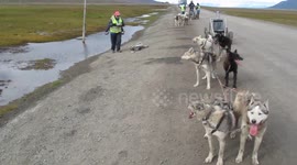 Time for team drinks - hot, thirsty Huskies getting some water