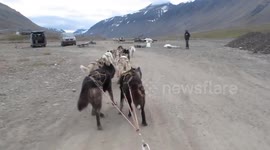 The Husky team is back home again - Basecamp Trapper's Station