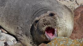 Sleepy elephant seal