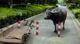 Overexcited buffalo throws man out of cart that it pulls