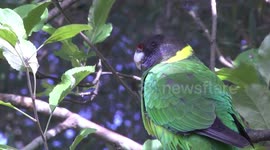 Australian Ringneck (or Twenty-eight Parrot) perching - head detail