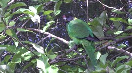 Australian Ringneck (or Twenty-eight Parrot) perching - view of the whole bird