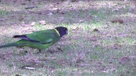 Australian Ringneck (or Twenty-eight Parrot) feeding on the ground