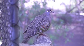 Australian Common Bronzewing pigeon sitting on a rock