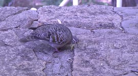 Australian Common Bronzewing pigeon walking and feeding