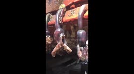 Stomach-churning footage of breathing barnacles hanging off boat