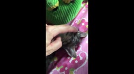 Sweet cat