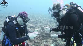 Nervous UK diver nearly fluffs lines in epic underwater marriage proposal