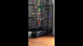 Genius parrot escaping from his cage