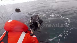Stunning close encounter with humpback whales