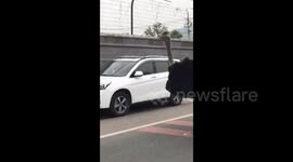 Runaway ostrich shuttles along busy Beijing road