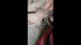 My dog loves her blankies