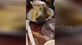 Cooked fish comes back to life on restaurant table