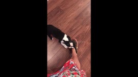 Dog doesn’t want owner to leave for work