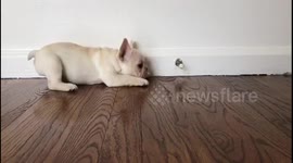 Adorable French bulldog has intense staredown — with a door stop