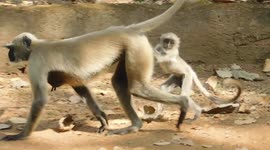The Baby Monkey Feel Secure With Her Mother