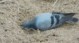 This Pigeon Bird Are Throw The Garbage Using His Lips || Real Bird Video With Natural Sound Full Hd