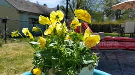 Springtime Flowers