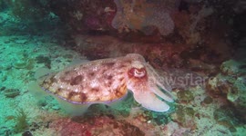 Amazing cuttlefish up close