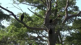 Southern Ground Hornbills perching in an ancient Sycamore Fig