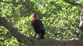 Southern Ground Hornbill female preening