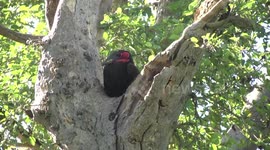 Southern Ground Hornbill male yawning