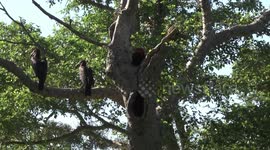 Southern Ground Hornbills calling in their nest tree - a giant Sycamore Fig