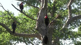 Southern Ground Hornbills in their nest tree  - the male and female are calling