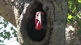 Southern Ground Hornbill female in her nest hollow