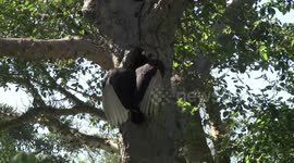 Southern Ground Hornbill female excavating her nest hollow