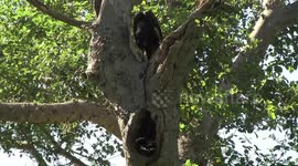 Southern Ground Hornbill female excavating her nest hollow while the male above  preens